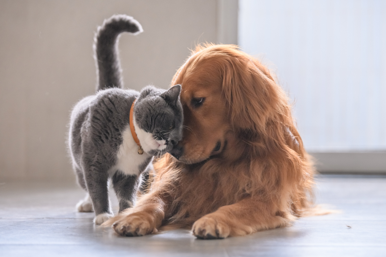 7 Ways to Create a Happy Cat Home Environment